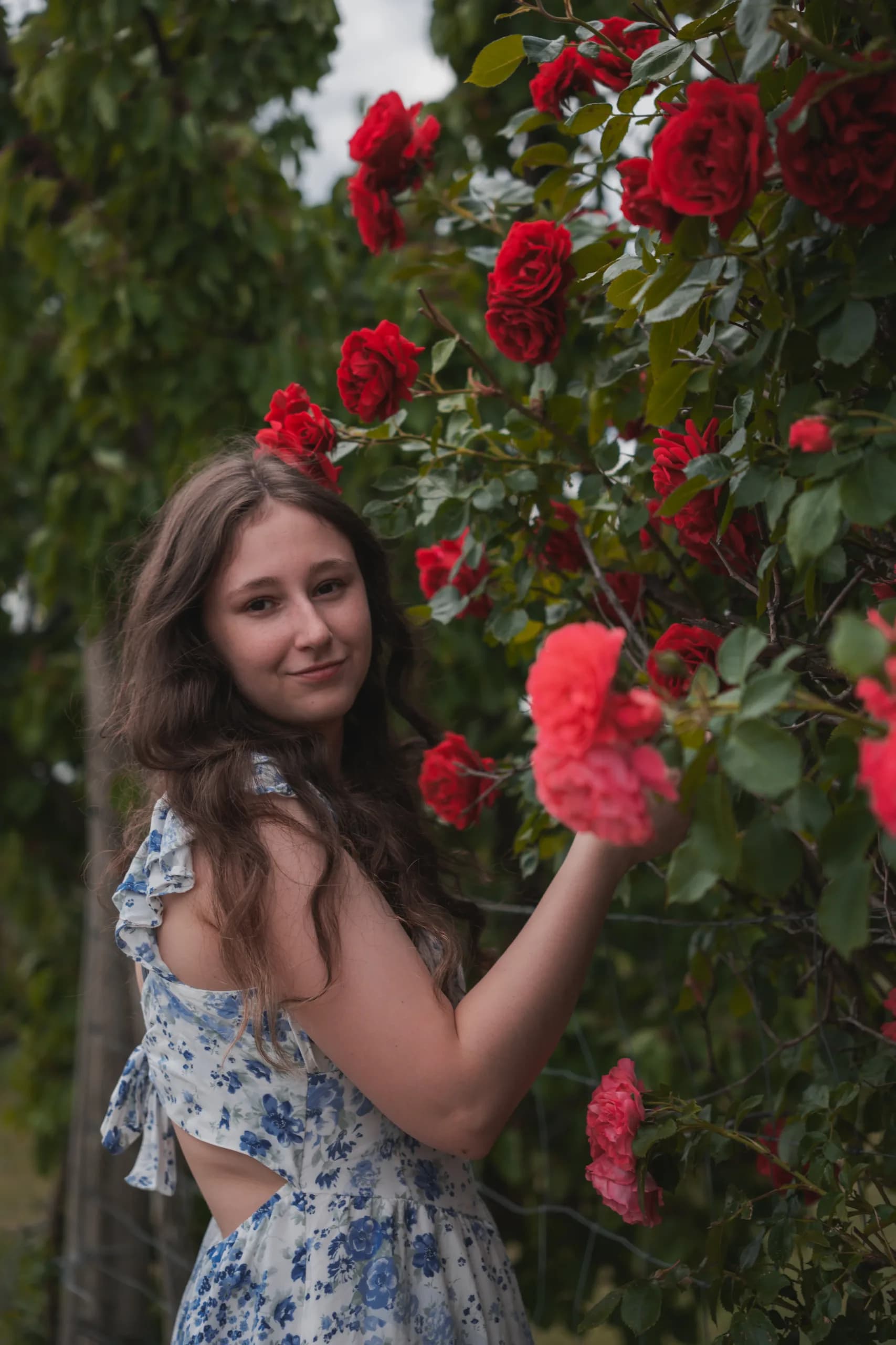 blumenfeld maedchen rote rosen natur